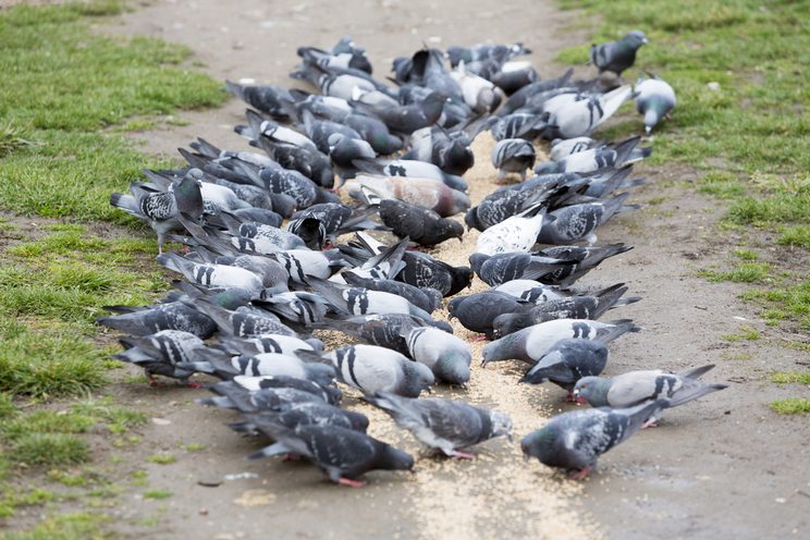 Cómo ahuyentar palomas de forma definitiva