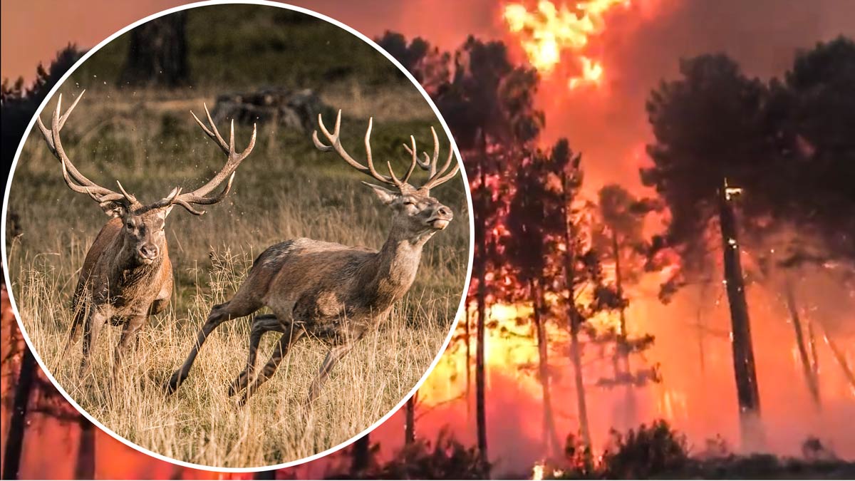 Arde el corazón de la sierra de La Culebra el hogar de los mejores