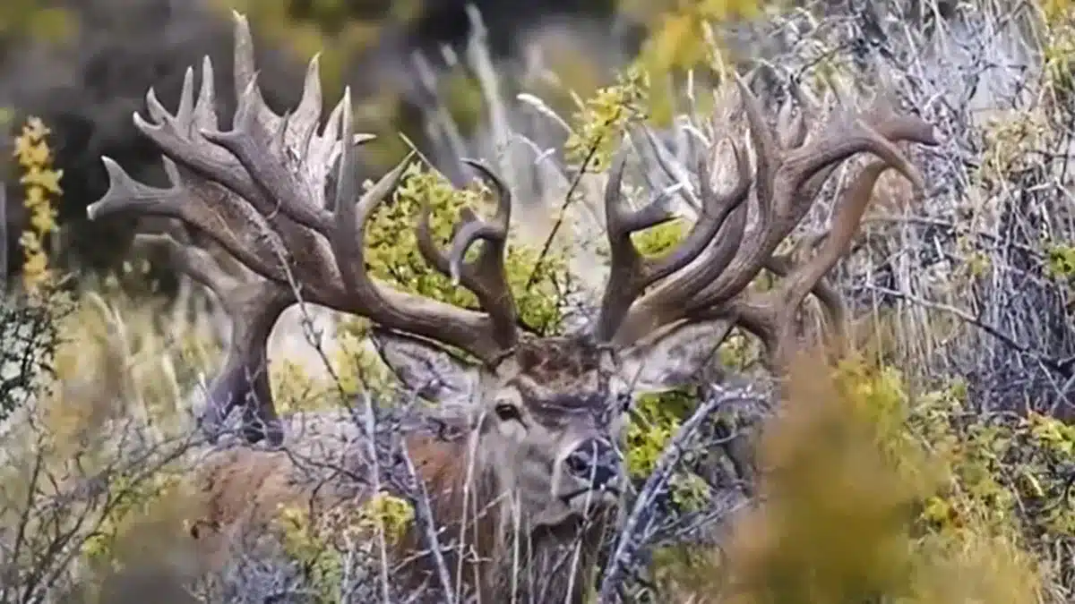 Graban A Un Ciervo Con Una Cuerna Tan Grande Como Un Rbol En Mitad Del