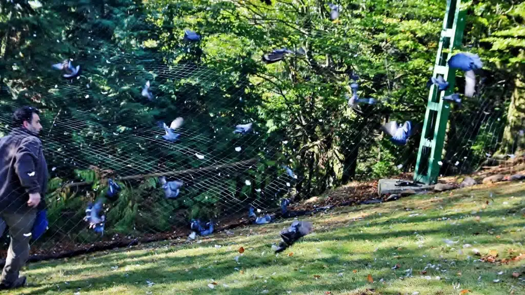 Los rederos acudena recoger las palomas atrapadas en las redes.