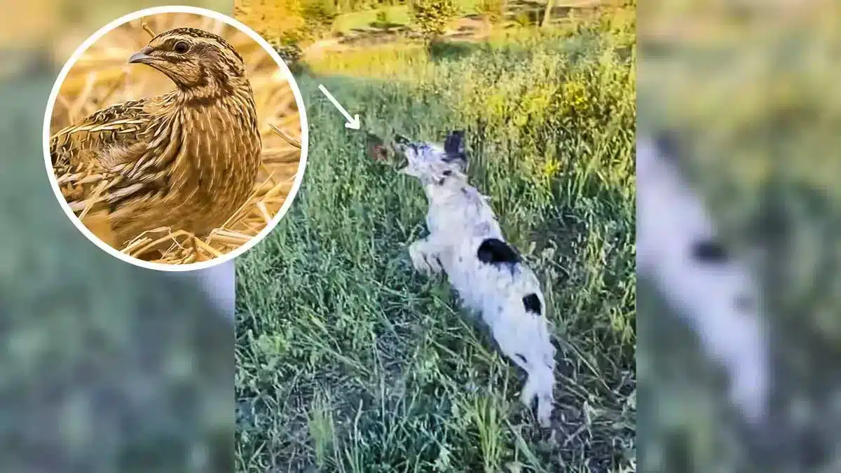 Un perro de caza coge una codorniz al vuelo de un salto