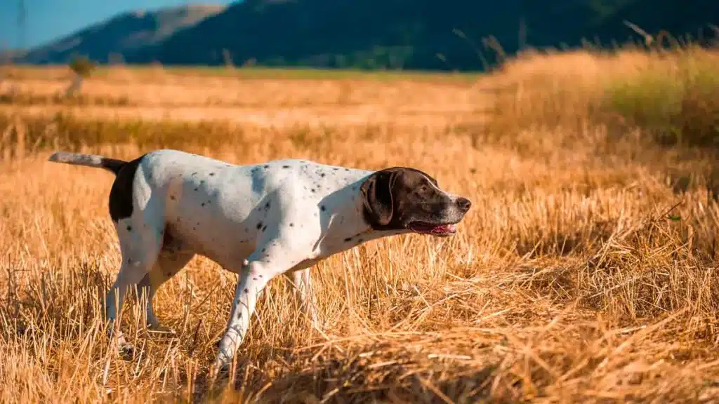 PERROS-DE-CAZA