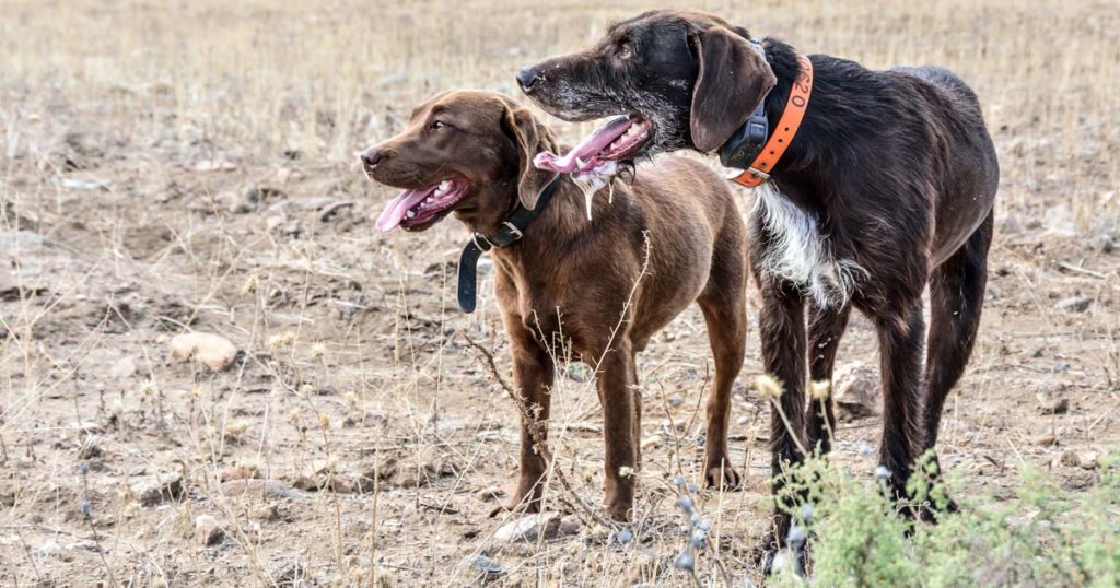 Perros de caza en verano.