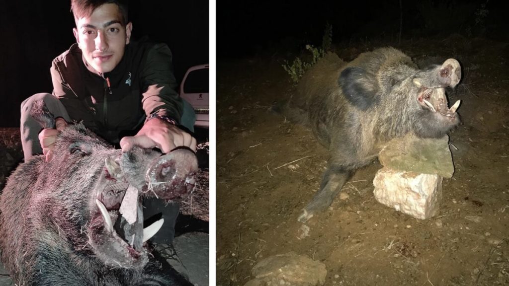 Un Agricultor Lo Llama Para Cazar Al Jabal Que Le A Las Almendras