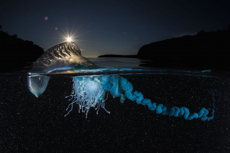 Una carabela portuguesa se acerca a la playa en una mañana de verano; miles de estas medusas se lavan en la costa oriental de Australia cada año. / Fotografía: Infobae