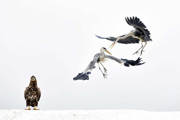 Dos garzas grises pelean ante la mirada de un águila de cola blanca en Hungría. / Fotografía: Infobae