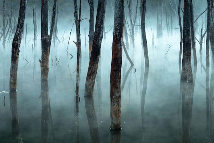 La niebla de la mañana empaña los árboles muertos del lago Cuejdel de Rumania, un embalse natural creado por los deslizamientos de tierra. / Fotografía: Infobae