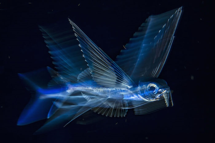 Animado por la corriente del Golfo, un pez volador atraviesa el agua oscura de noche a cinco millas de Palm Beach, Florida. / Fotografía: Infobae