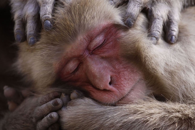 Un macaco japonés descansa en las orillas de las famosas aguas termales. / Fotografía: Infobae