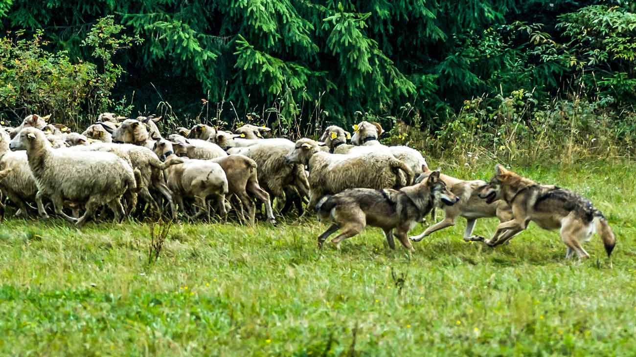 manada de lobo atacando ovejas