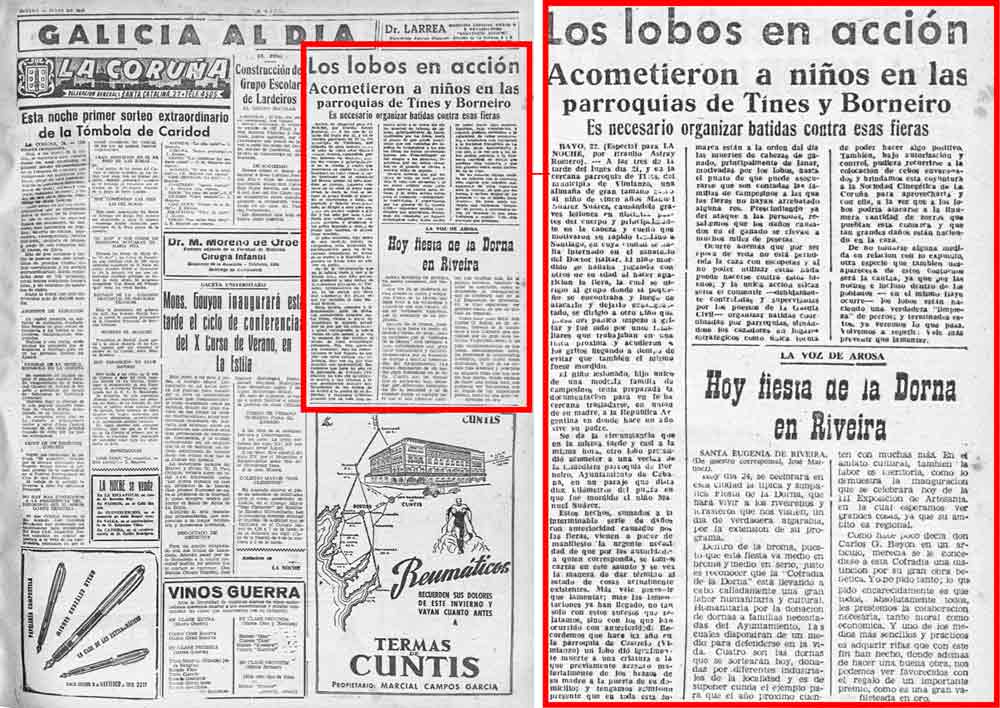 Noticia publicada por el desaparecido periódico La Noche, donde se informa del ataque del lobo a Manuel Suárez.