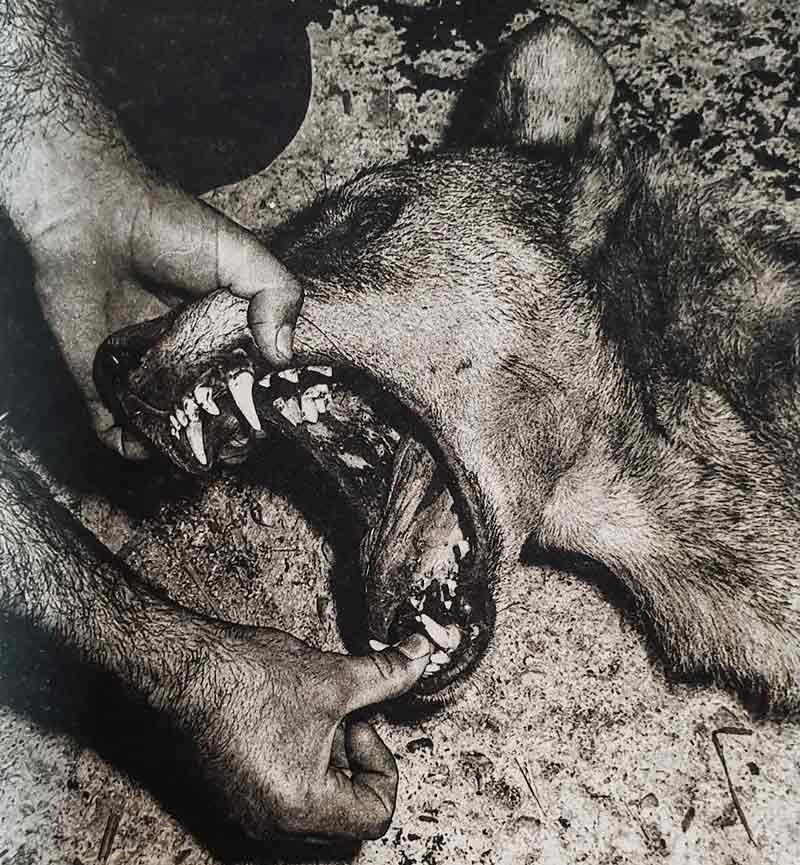 La loba de Rante, que mató a dos niños en 1974, tras ser cazada. 