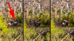 Se topa con uno de los machos de cabra montés más grandes de España a solo tres metros