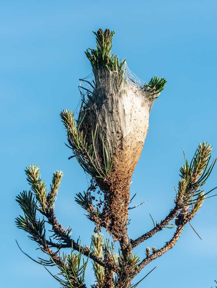 Un nido de procesionaria sobre un pino. ©Shutterstock