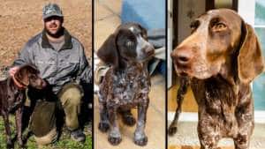 Pierde su perra de caza en Badajoz y aparece en una protectora de Madrid que le exige 2000€ por ella
