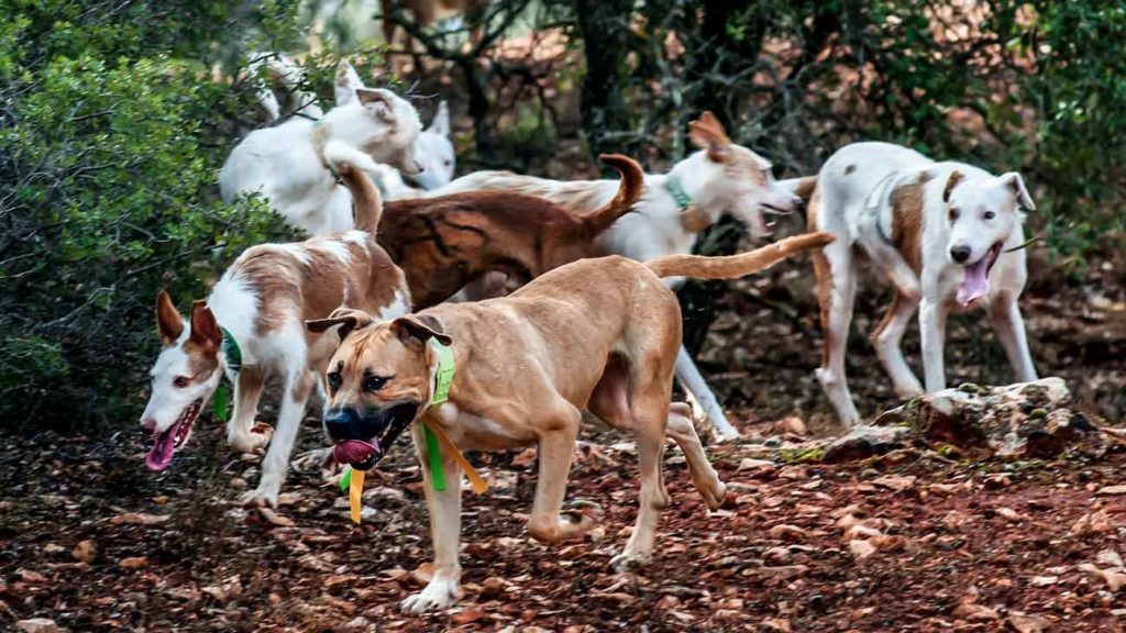 perros de caza como los que murieron por la enfermedad de Aujeszky