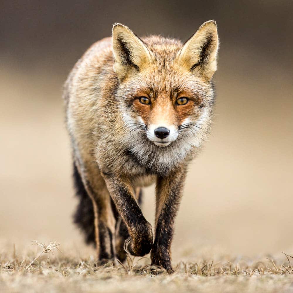 Caza del zorro en media veda: consejos y trucos para cazarlos en
