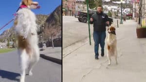 Dexter, el perro de caza que aprendió a caminar a dos patas tras ser atropellado