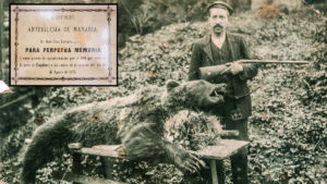 Cuando el oso era perseguido en España y valía 75 reales: así se dio caza al último de Vizcaya