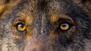 Este es el listado de los 50 lobos más grandes cazados en España (actualizado en 2021)