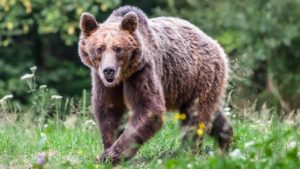 Ataques de oso: cómo son, cómo prevenirlos y cómo reaccionar ante ellos