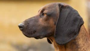 Jabalíes y corzos, los animales más pisteados por los perros de sangre de AEPES en 2020