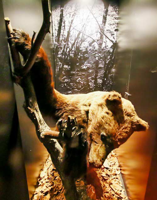 El último oso cazado en Vizcaya tras ser disecado. © Desveda