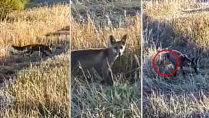 Insólito: Un cazador atrae a un zorro con un reclamo y este marca el territorio en sus narices