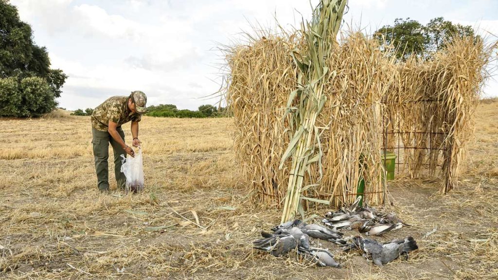 Puesto de caza de paloma torcaz en media veda camuflado con elementos del terreno. © Edu Pompa
