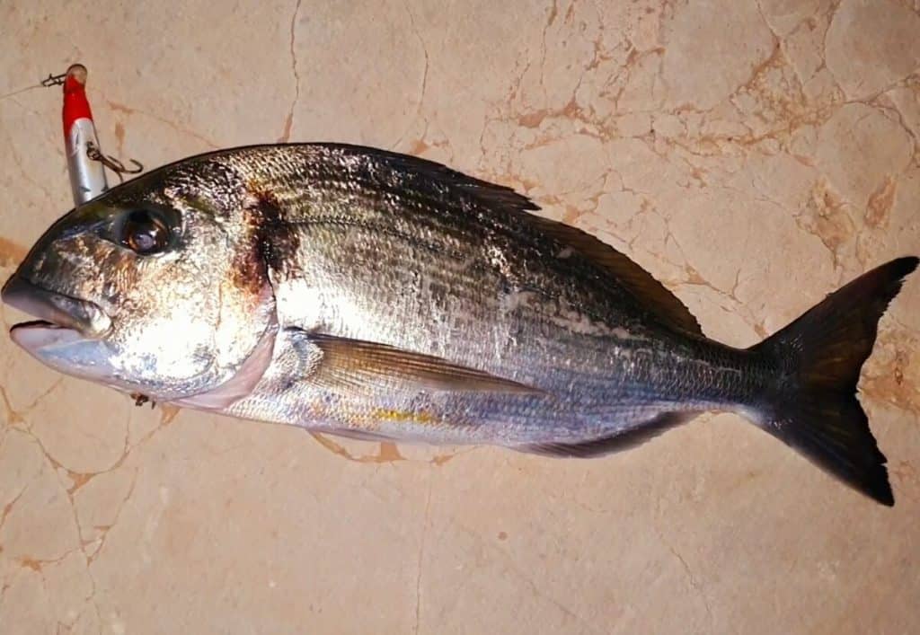 Pescar doradas a spinning: cómo engañar con un señuelo a este astuto pez en  nuestras costas