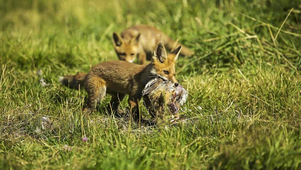 Por qué es necesario cazar zorros?
