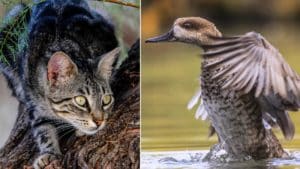 Los gatos callejeros que quiere blindar el Gobierno amenazan a aves como la cerceta pardilla