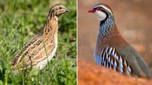 Perdiz roja y codorniz son declaradas «casi amenazadas» en la Lista Roja Europea de las Aves