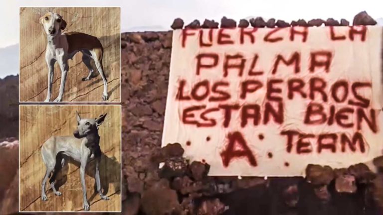 Imágenes del vídeo del rescate de los perros.