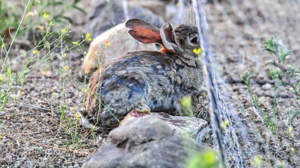 Los corrales deben ser impermeables: los conejos no deben salir ni los depredadores entrar. © JDG