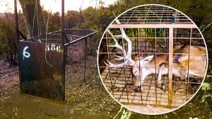 Más de 400 ciervos y jabalíes han muerto en las jaulas de Monfragüe esta temporada