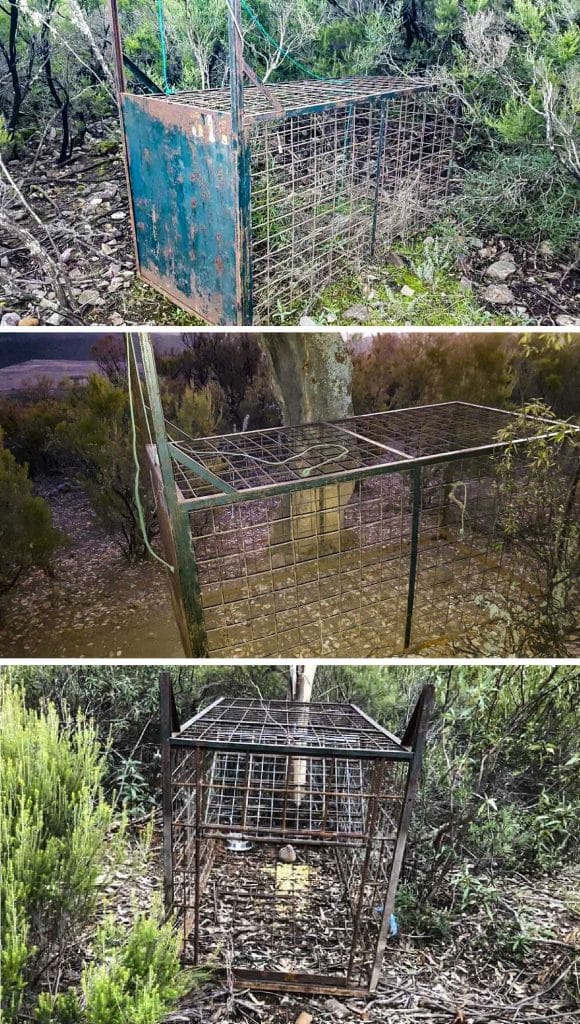 Más jaulas trampa instaladas en el Parque Nacional de Monfragüe. © Amigos de Monfragüe