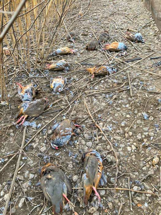 Aparecen centenares de perdices muertas junto a pintadas del Frente de Liberación  Animal en una granja