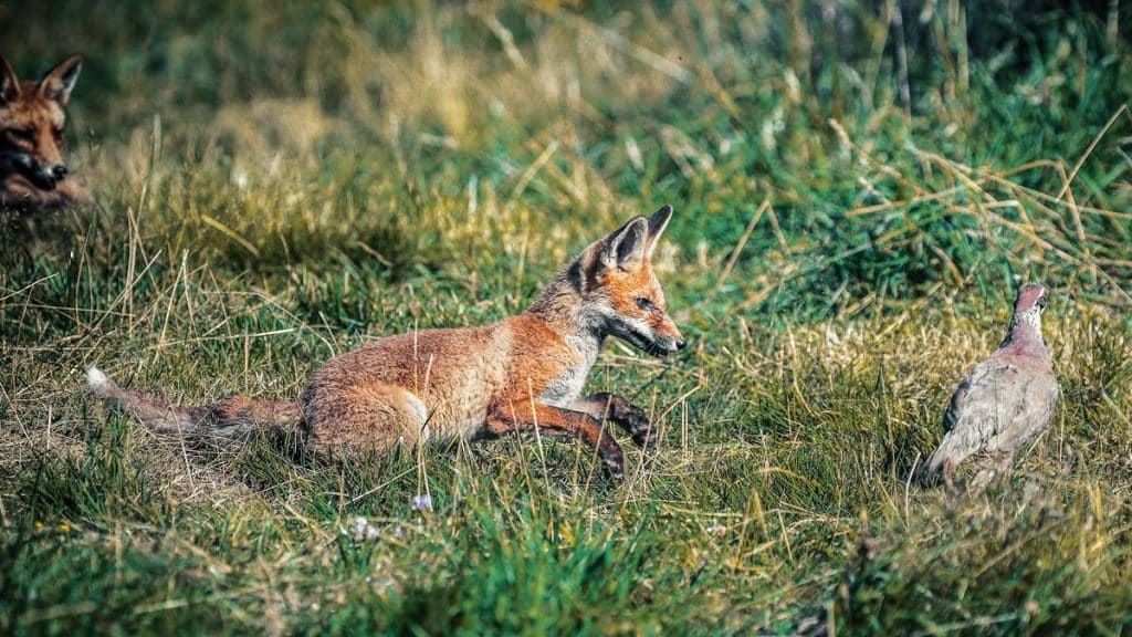 Un zorro persigue a una perdiz. © Shutterstock