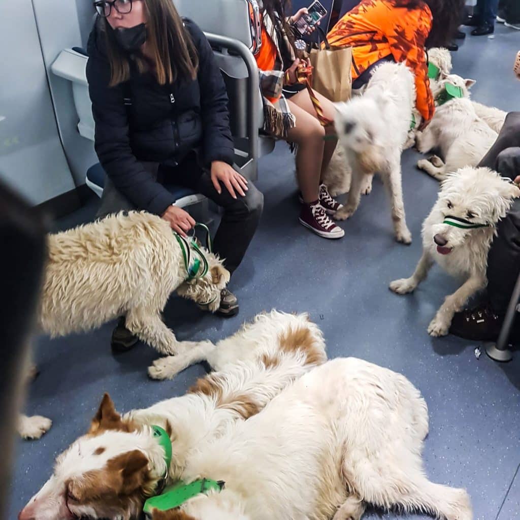 La rehala de perros de caza subiendo al tren. © A. T.