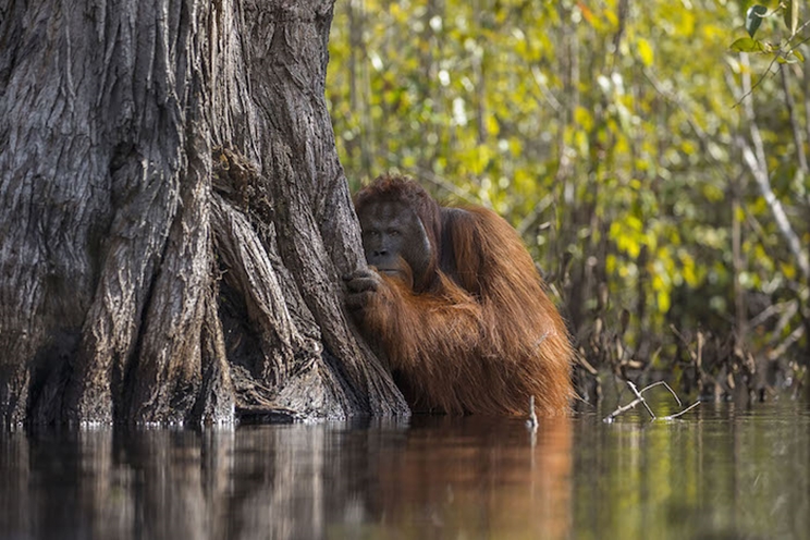 Un orangután macho observa desde atrás de un árbol mientras cruza un río en Borneo, Indonesia / Fotografía: Infobae