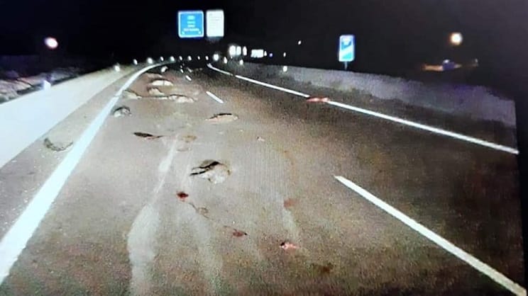 Terrorífico accidente: atropella y mata a 12 jabalíes y continúa con su marcha