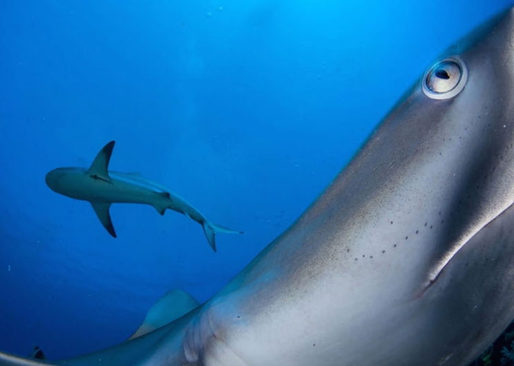 Típicamente una especie tímida, un tiburón de arrecife del Caribe investiga una cámara activada a distancia en el área protegida marina Gardens of the Queen de Cuba. / Fotografía: Infobae