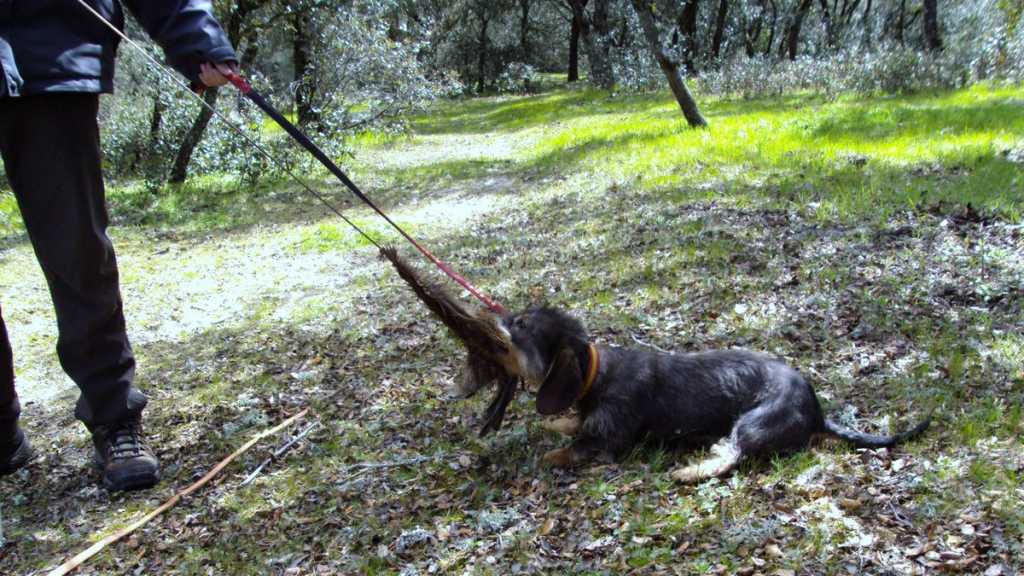 Adiestramiento de perros de caza, primeros pasos 