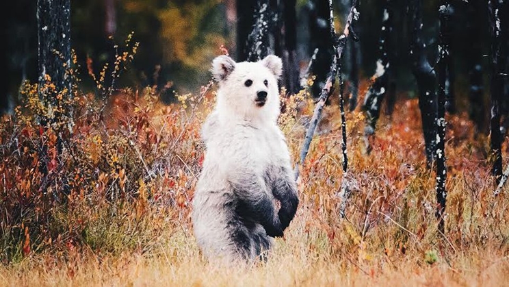 Niilo Isotalo capturó una foto de un raro cachorro de oso casi todo blanco / Fotografía: yle.fi