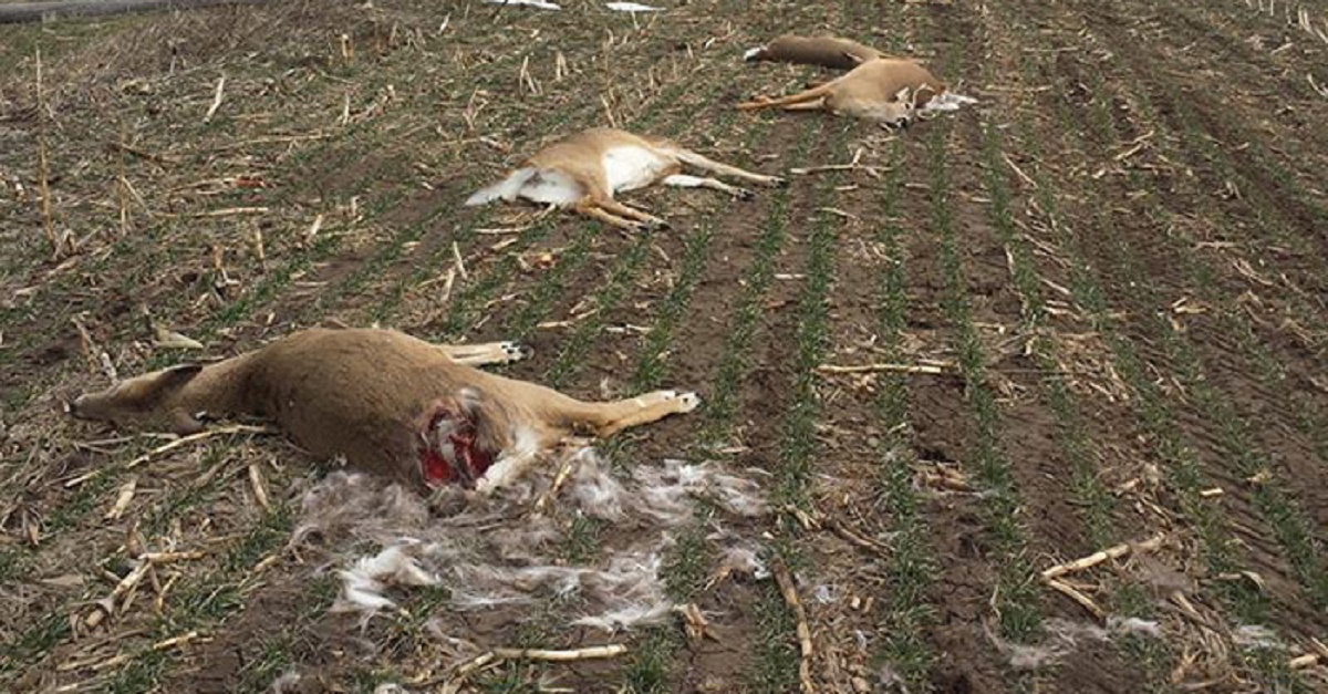 Downed-Power-Lines-Kill-Deer-Kansas_redim
