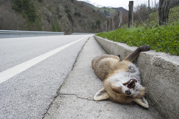 Zorro muerto como consecuencia del impacto de las carreteras en la fauna