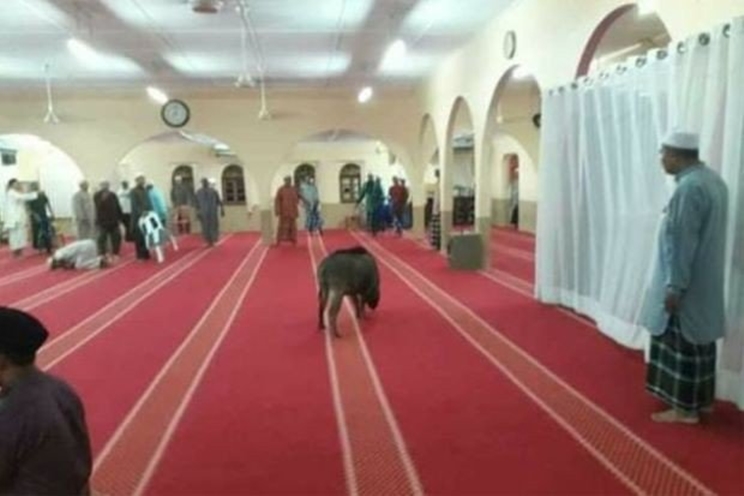 jabalí se cuela en una mezquita