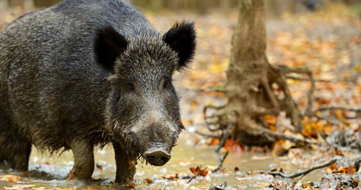 La peste porcina africana amenaza a los jabalíes / Fotografía: Jara y Sedal