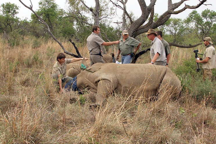 La caza puede ayudar a salvar a los rinocerontes 